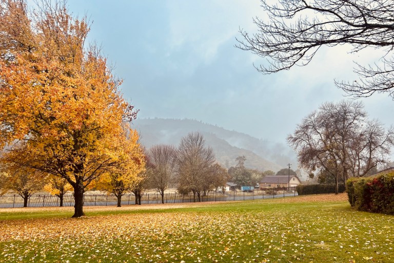 Fiery foliage transforms Ukiah High into a seasonal sanctuary