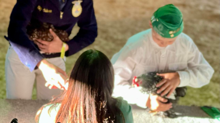 Ukiah High’s FFA faces tough choices after California bans poultry shows