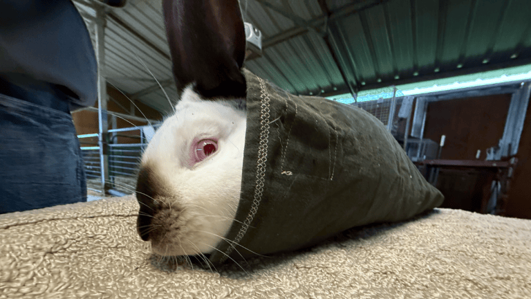 Why are students tattooing rabbits at Ukiah High?